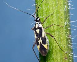 Attēlu rezultāti vaicājumam “Grypocoris sexguttatus imago”