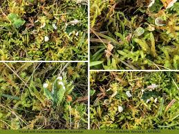 Attēlu rezultāti vaicājumam “Peltigera leucophlebia”