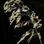 Attēlu rezultāti vaicājumam “Festuca altissima flower”
