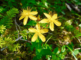 Attēlu rezultāti vaicājumam “Hypericum maculatum flower”