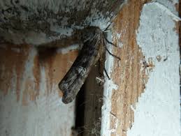 Attēlu rezultāti vaicājumam “Lithomoia solidaginis”