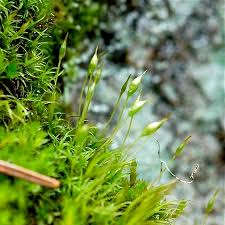 Attēlu rezultāti vaicājumam “Cynodontium strumiferum”