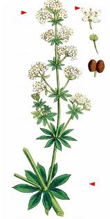 Attēlu rezultāti vaicājumam “Galium album”