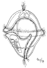 Attēlu rezultāti vaicājumam “Lophozia longidens”