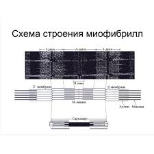 Картинки по запросу белку зажевало в диск