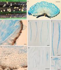 Attēlu rezultāti vaicājumam “Vibrissea decolorans”