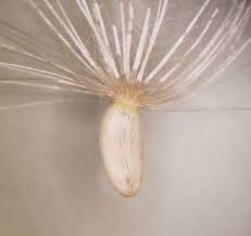 Attēlu rezultāti vaicājumam “Cirsium x rigens”