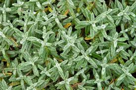 Attēlu rezultāti vaicājumam “Helianthemum x hybridum”