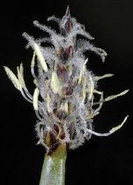 Attēlu rezultāti vaicājumam “Eleocharis palustris flower”