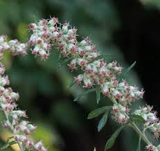 Attēlu rezultāti vaicājumam “Artemisia vulgaris flower”