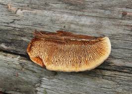 Attēlu rezultāti vaicājumam “Gloeophyllum sepiarium”