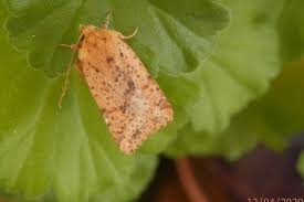 Attēlu rezultāti vaicājumam “Conistra rubiginea”