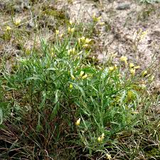 Image result for Diplotaxis tenuifolia