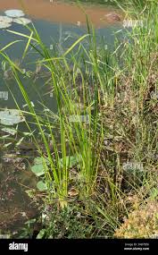 Attēlu rezultāti vaicājumam “Acoraceae”