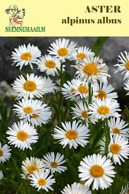 Image result for Aster alpinus