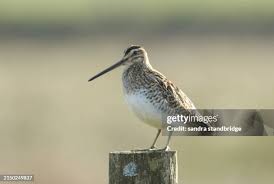Image result for Gallinago gallinago