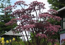 Attēlu rezultāti vaicājumam “Angelica sylvestris”