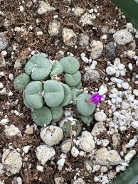 Attēlu rezultāti vaicājumam “Craterium minutum young”