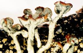 Attēlu rezultāti vaicājumam “Cladonia botrytes”