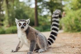 lemur ile ilgili görsel sonucu