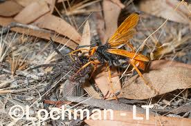 Attēlu rezultāti vaicājumam “Pompilidae”