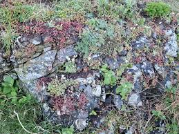 Attēlu rezultāti vaicājumam “Saxifraga granulata leaf”