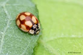 Attēlu rezultāti vaicājumam “Adalia decempunctata”