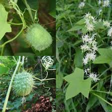 Attēlu rezultāti vaicājumam “Echinocystis lobata fruit”