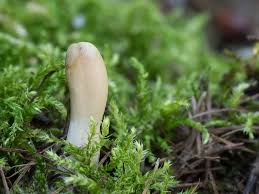 Attēlu rezultāti vaicājumam “Podostroma leucopus”