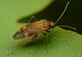 Attēlu rezultāti vaicājumam “Psallus sp.”