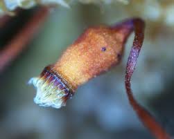 Attēlu rezultāti vaicājumam “Cribraria oregana”