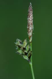 Attēlu rezultāti vaicājumam “Carex montana”