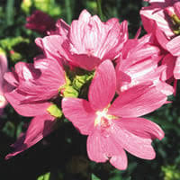 Attēlu rezultāti vaicājumam “Malva moschata alba fruit”