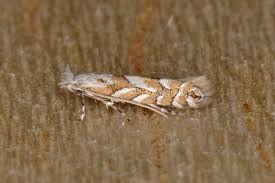 Attēlu rezultāti vaicājumam “Phyllonorycter sp.”