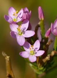Attēlu rezultāti vaicājumam “Centaurium erythraea bud”
