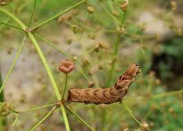Attēlu rezultāti vaicājumam “Melanchra persicariae larva”