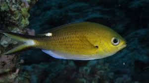 Image result for Diplodus ascensionis