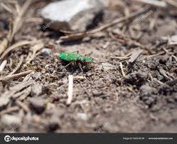 Attēlu rezultāti vaicājumam “Cicindela campestris imago”