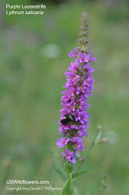 Attēlu rezultāti vaicājumam “Lythrum salicaria flower”