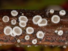 Attēlu rezultāti vaicājumam “Lachnella alboviolascens”