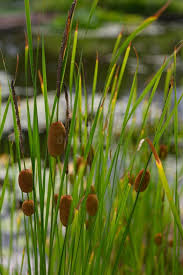 Attēlu rezultāti vaicājumam “Typhaceae”
