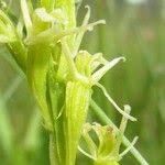 Attēlu rezultāti vaicājumam “Liparis loeselii leaf”