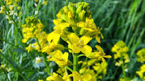 Attēlu rezultāti vaicājumam “Barbarea vulgaris subsp. arcuata”