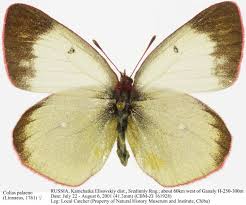 Attēlu rezultāti vaicājumam “Colias palaeno”