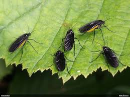 Attēlu rezultāti vaicājumam “Sciara analis”