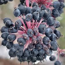 Attēlu rezultāti vaicājumam “Kalopanax septemlobus fruit”