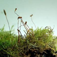 Attēlu rezultāti vaicājumam “Campylophyllum sommerfeltii”