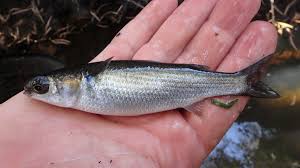 Image result for Mugil cephalus