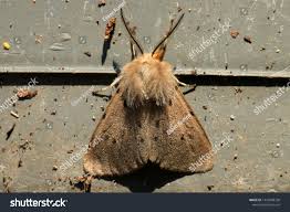 Attēlu rezultāti vaicājumam “Diaphora mendica”