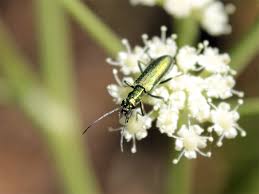 Attēlu rezultāti vaicājumam “Chrysanthia viridissima”